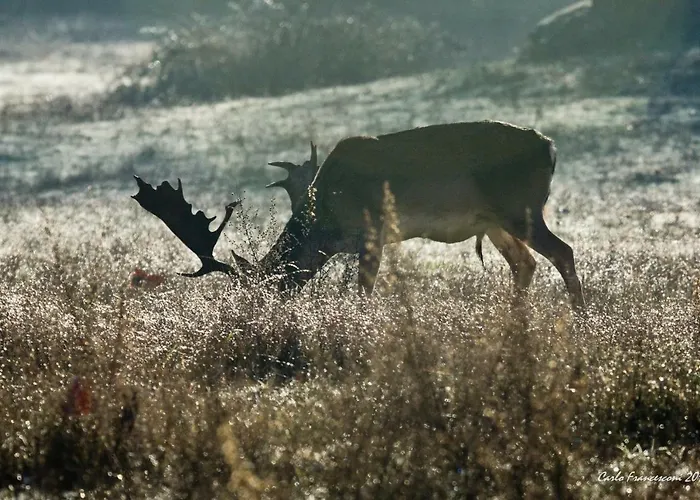 Vacanze A Будинок відпочинку В'яреджо